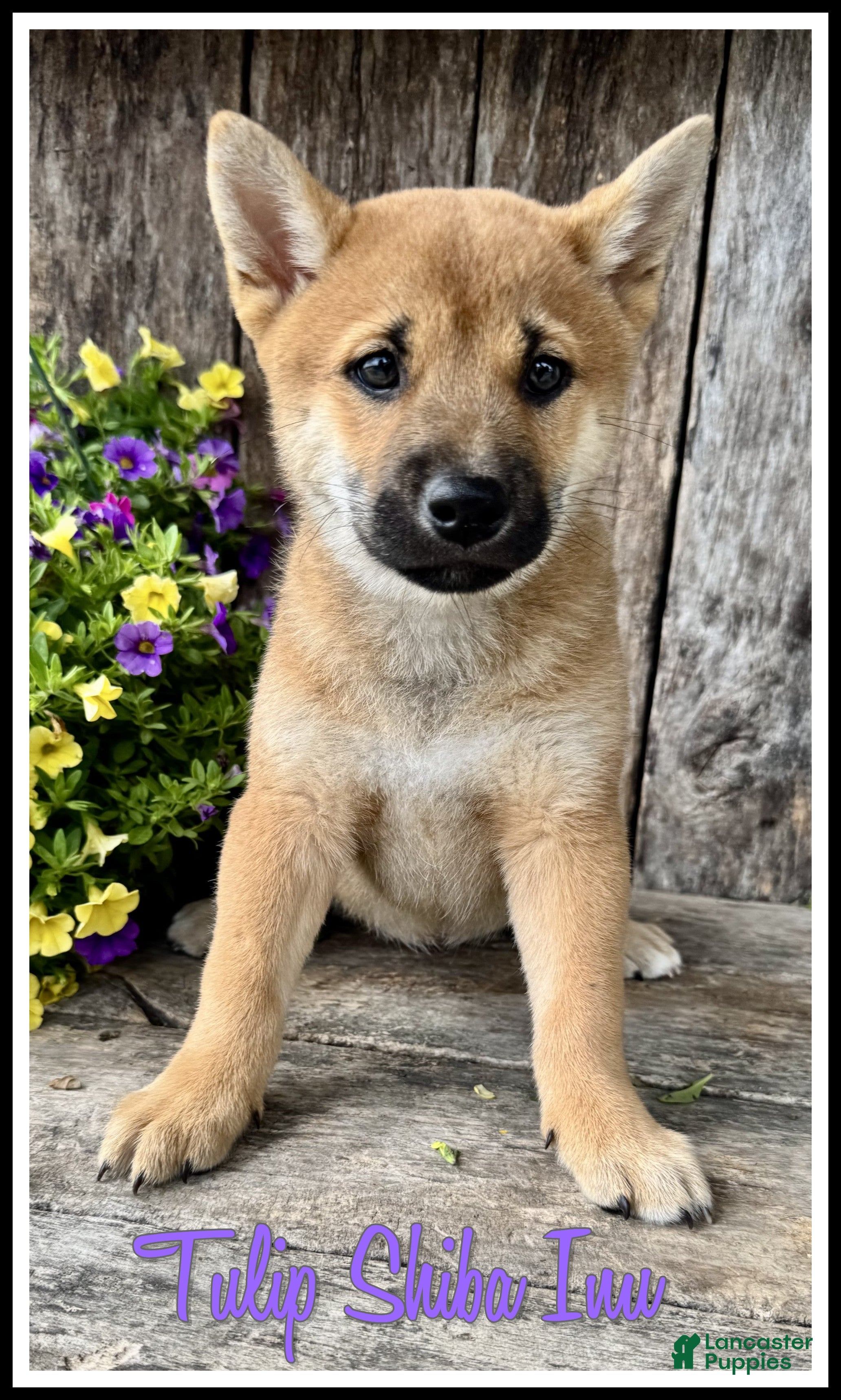 Shiba Inu dogs Tulip - Ad 1