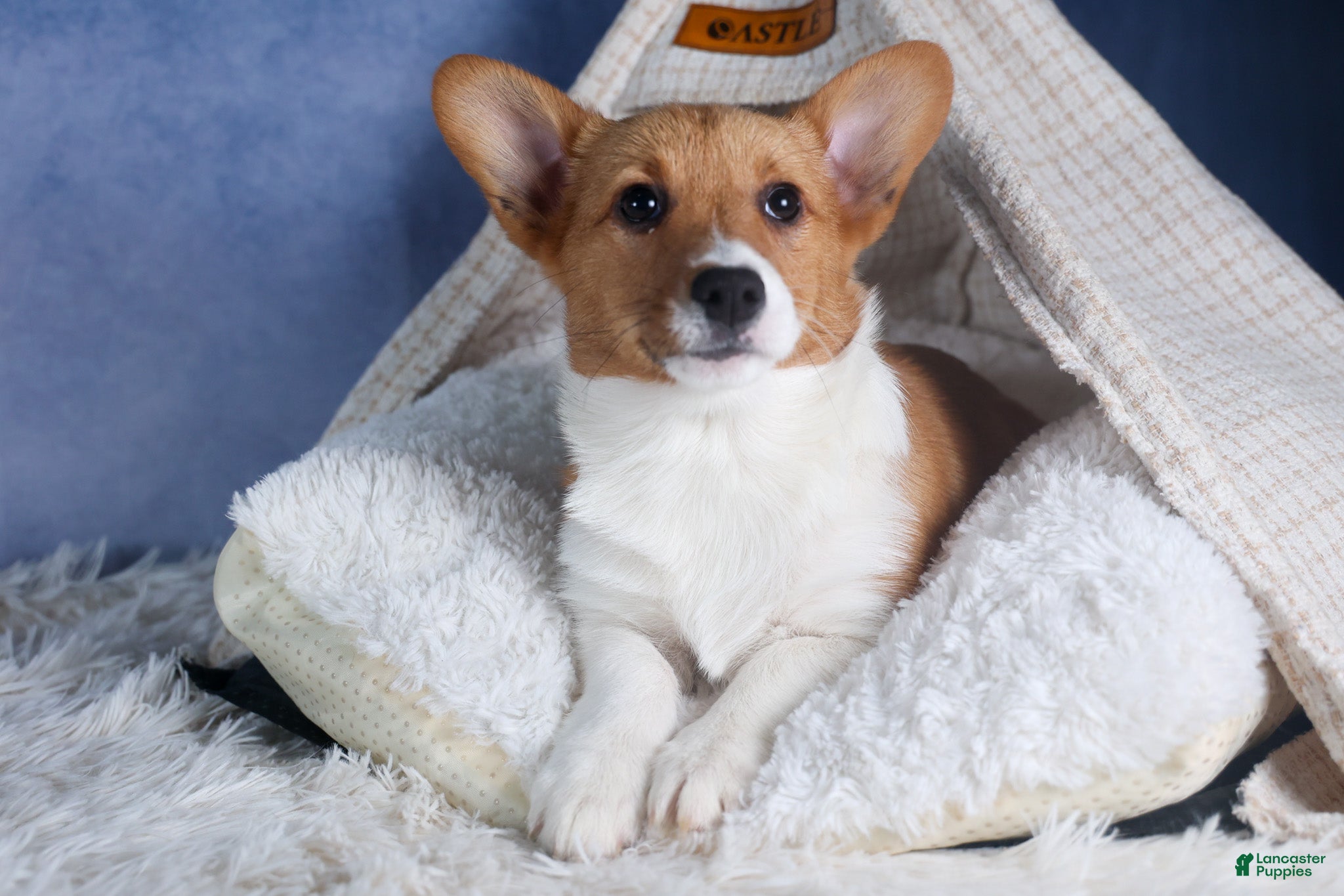 Welsh Corgi Pembroke dogs Maggie - Ad 1