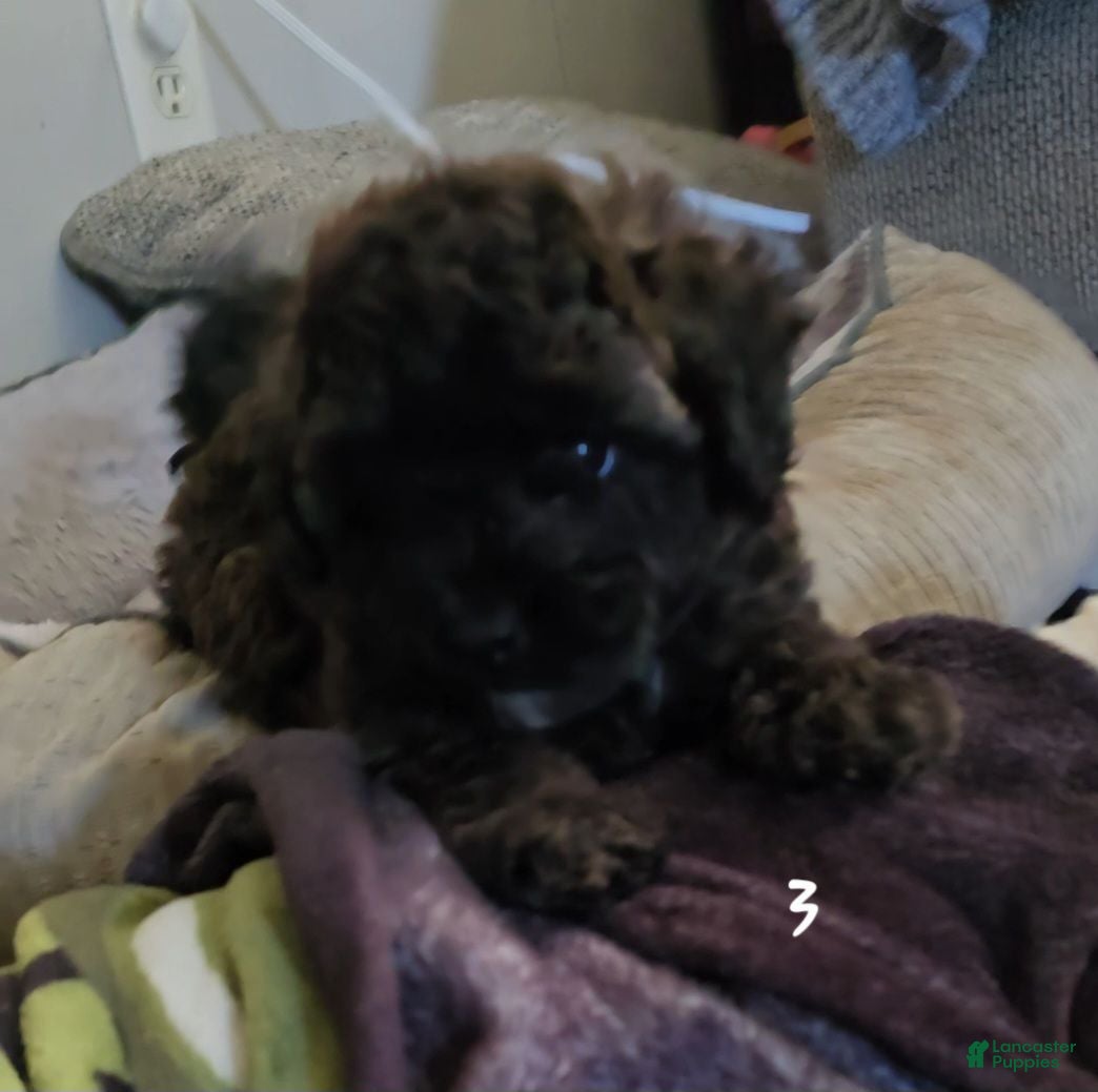 Shihpoo dogs Shihpoo 3 - Ad 36