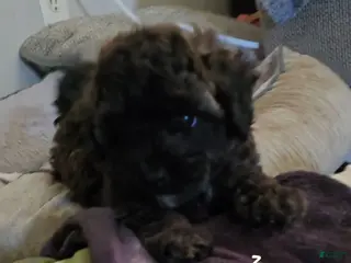 Shihpoo dogs Shihpoo 3 - Ad 22