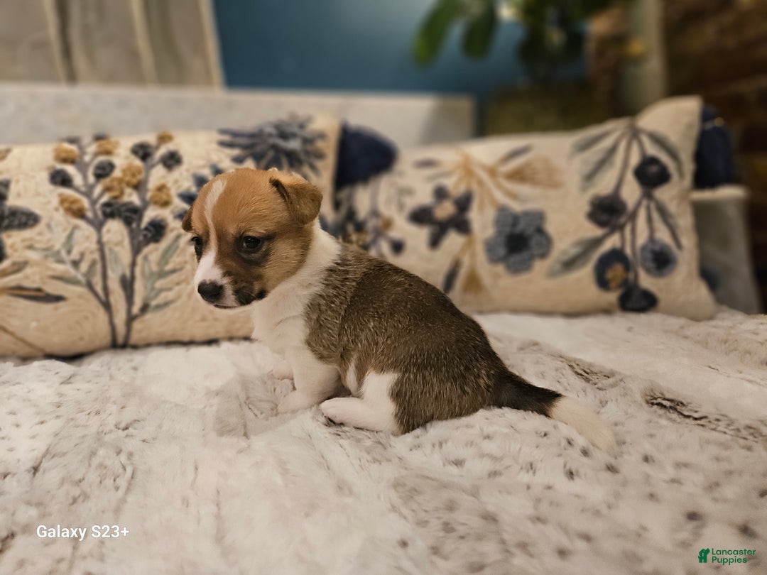 Mixed Breed dogs for sale: Coco - Ad 3