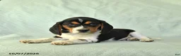 Beagle dogs for sale: Yaron - Ad 4