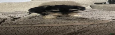 Miniature Schnauzer 5