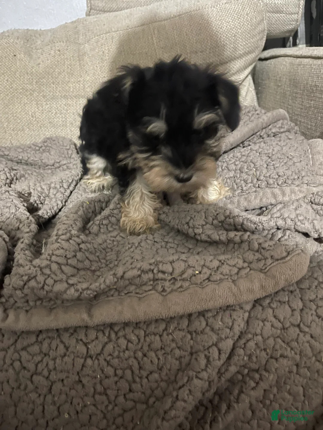 Miniature Schnauzer dogs for sale: Miniature Schnauzer 5 - Ad 1