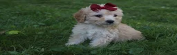 Mini Goldendoodle dogs for sale: Darla 🎀 - Ad 6