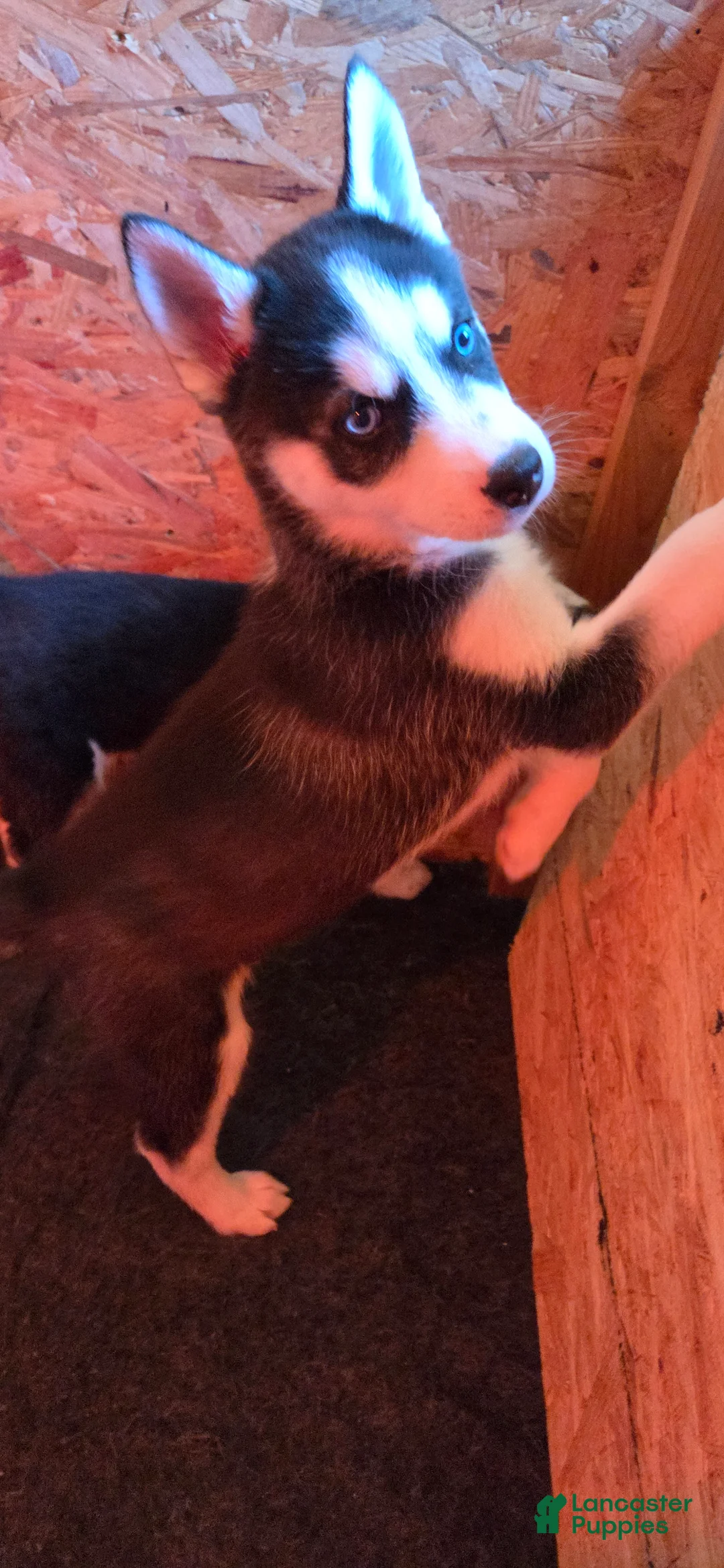Siberian Husky dogs for sale: Siberian Husky Puppy 2 - Ad 4
