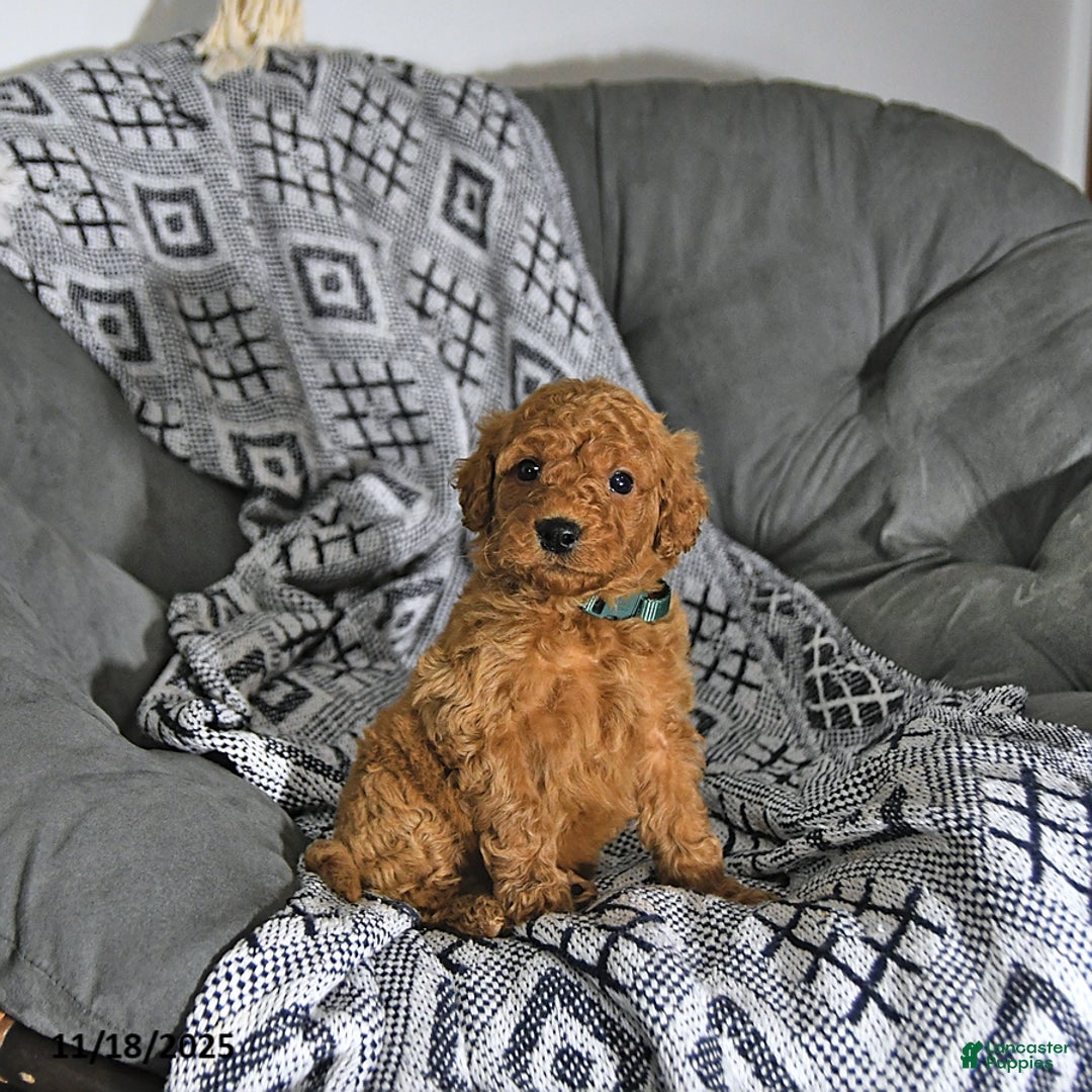 Mini Goldendoodle dogs for sale: Tinsel - Ad 7