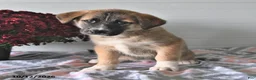 Mixed Breed dogs for sale: Sally - Ad 4