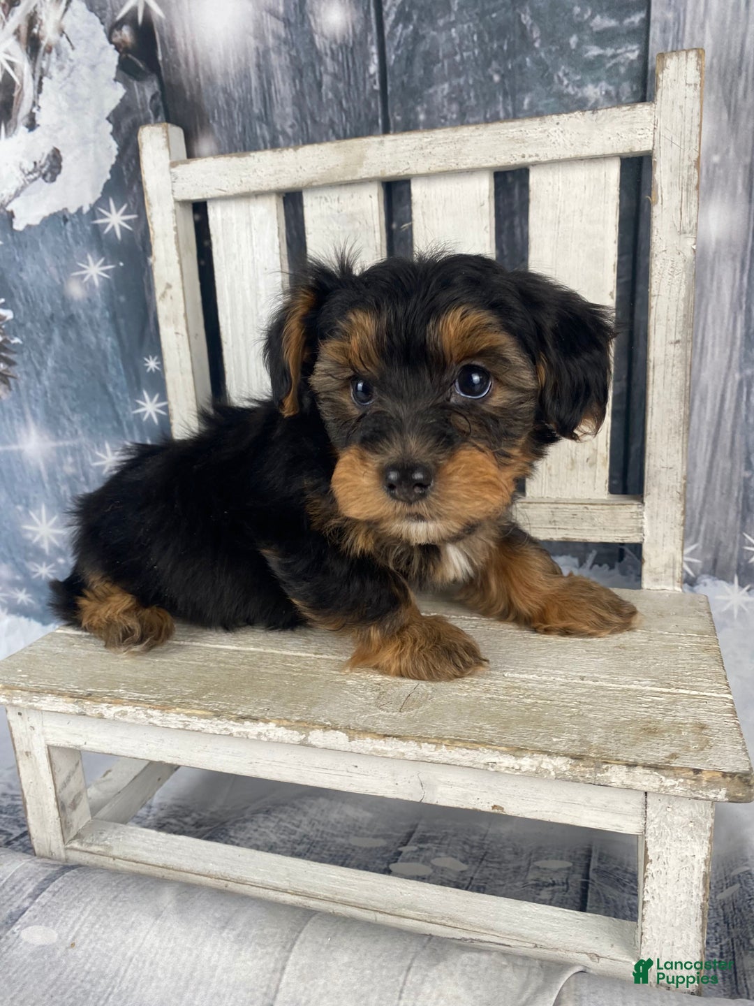 Yorkiepoo dogs for sale: Lacey - Ad 8