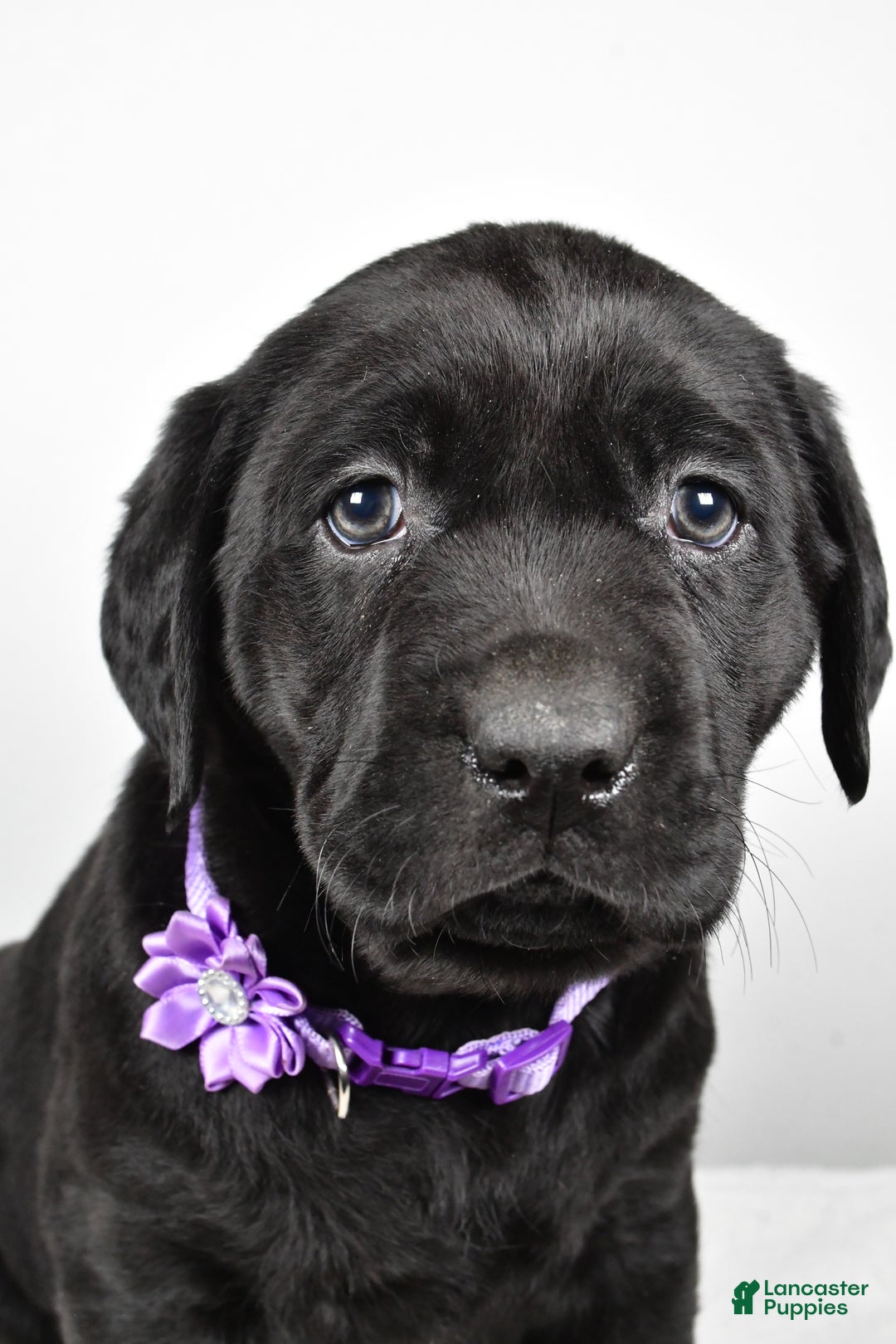 Labrador Retriever dogs for sale: Nicole - Ad 7