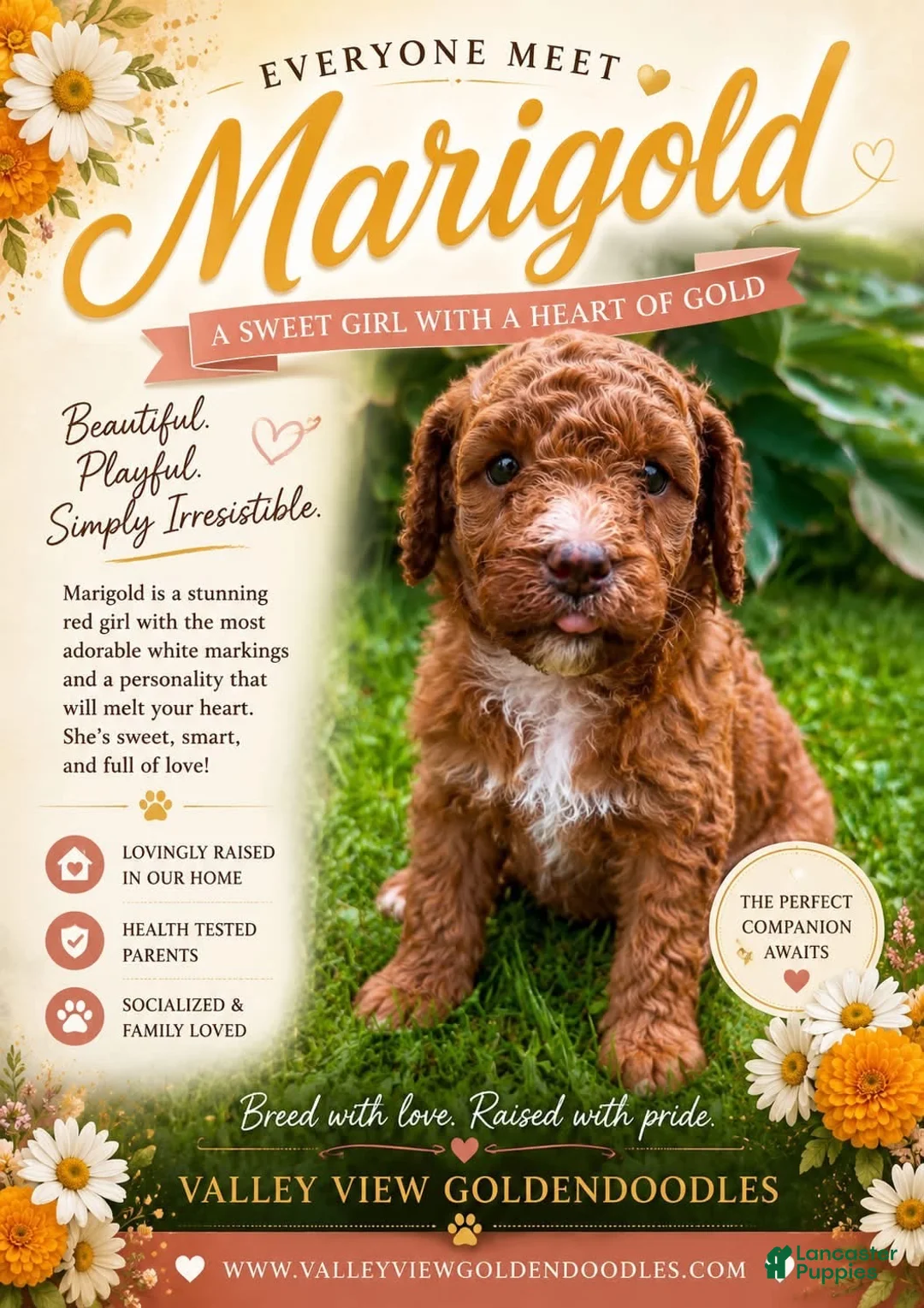 Mini Goldendoodle dogs for sale: Marigold - Ad 1