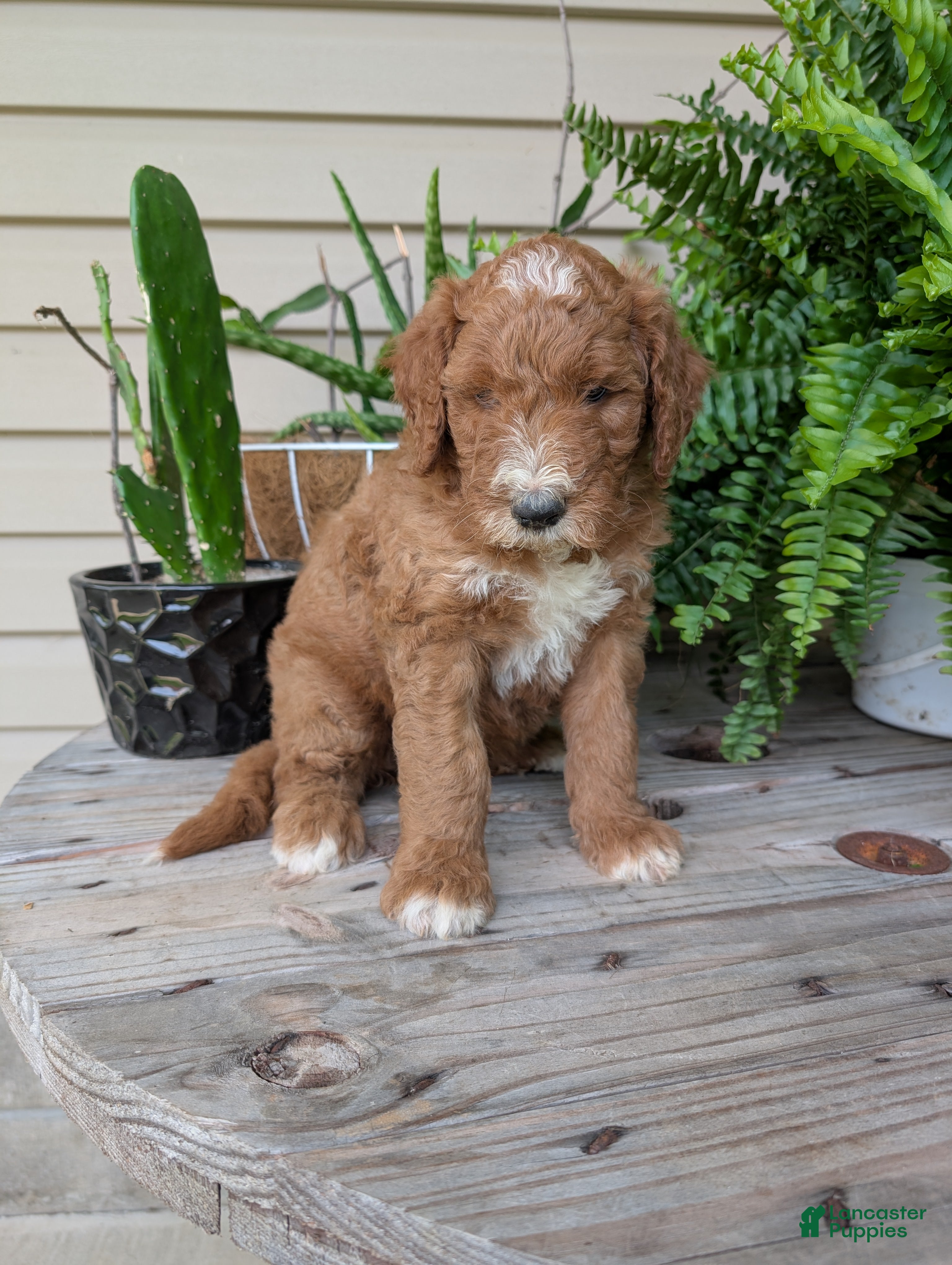 Goldendoodle dogs Lela  - Ad 2