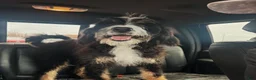 Mixed Breed dogs for sale: Mixed Breed 7 - Ad 5