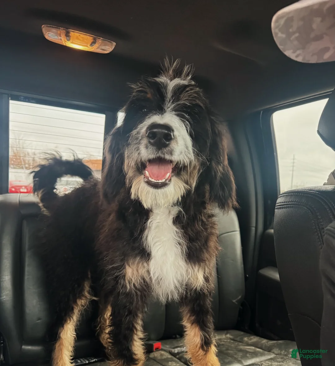 Mixed Breed dogs for sale: Mixed Breed 7 - Ad 5