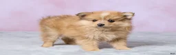 Pomeranian dogs for sale: Lilly - Ad 4