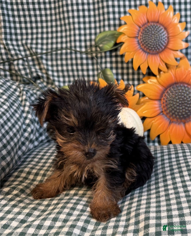 Yorkshire Terrier (Yorkshire Terrier, Female) in Jacksonville, FL