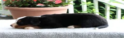Bernese Mountain Dog dogs for sale: Katie - Ad 4