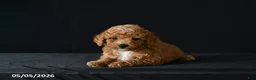 Miniature Poodle dogs for sale: Felix - Ad 4