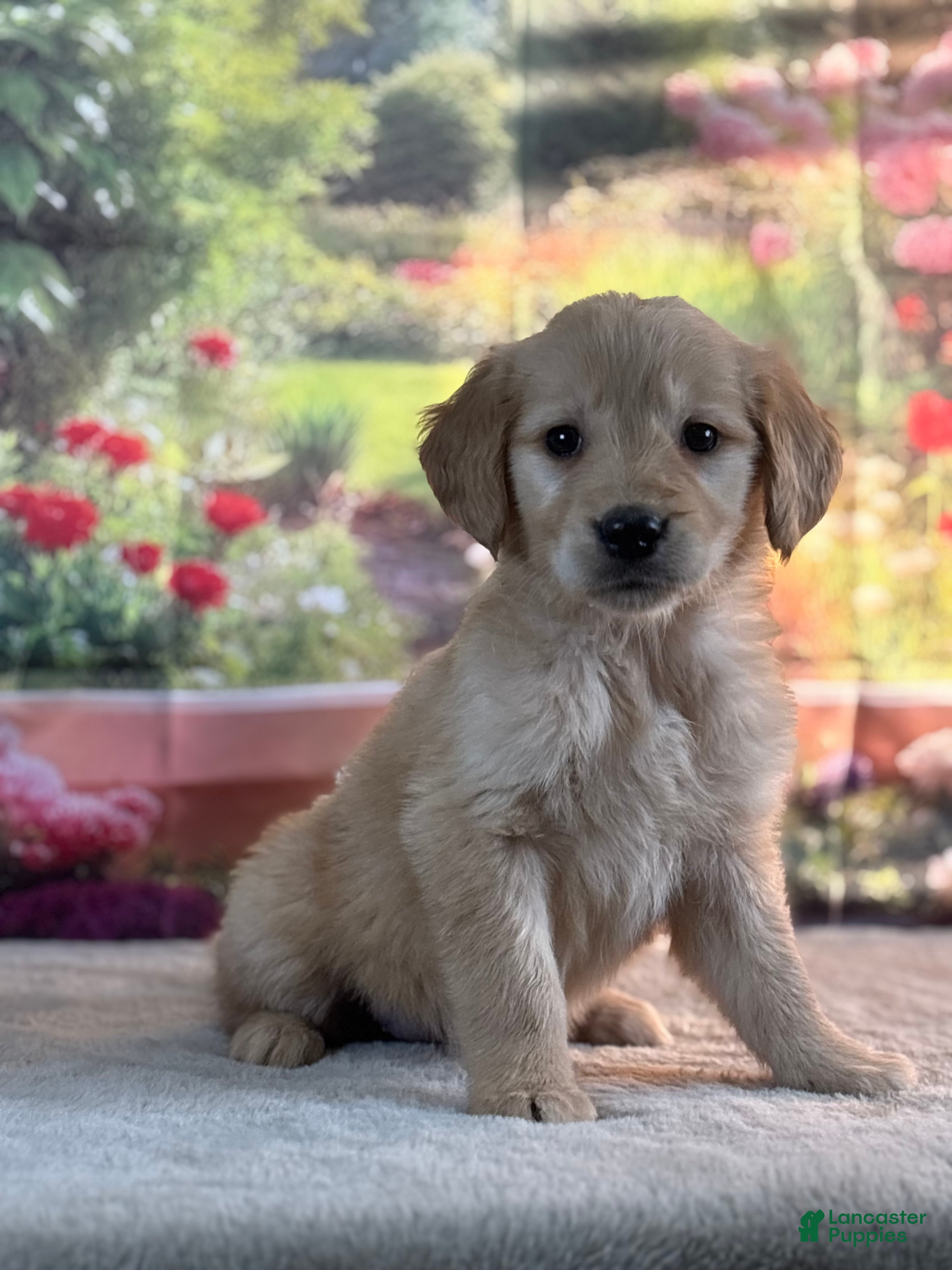 Golden Retriever dogs Nixie - Ad 2