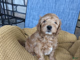 Mini Goldendoodle dogs Mini Goldendoodle Puppy 1 - Ad 41