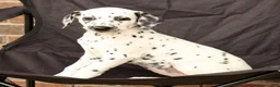 Dalmatian dogs for sale: Gina - Ad 5