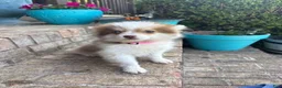 Pomsky dogs for sale: Bailey - Ad 3
