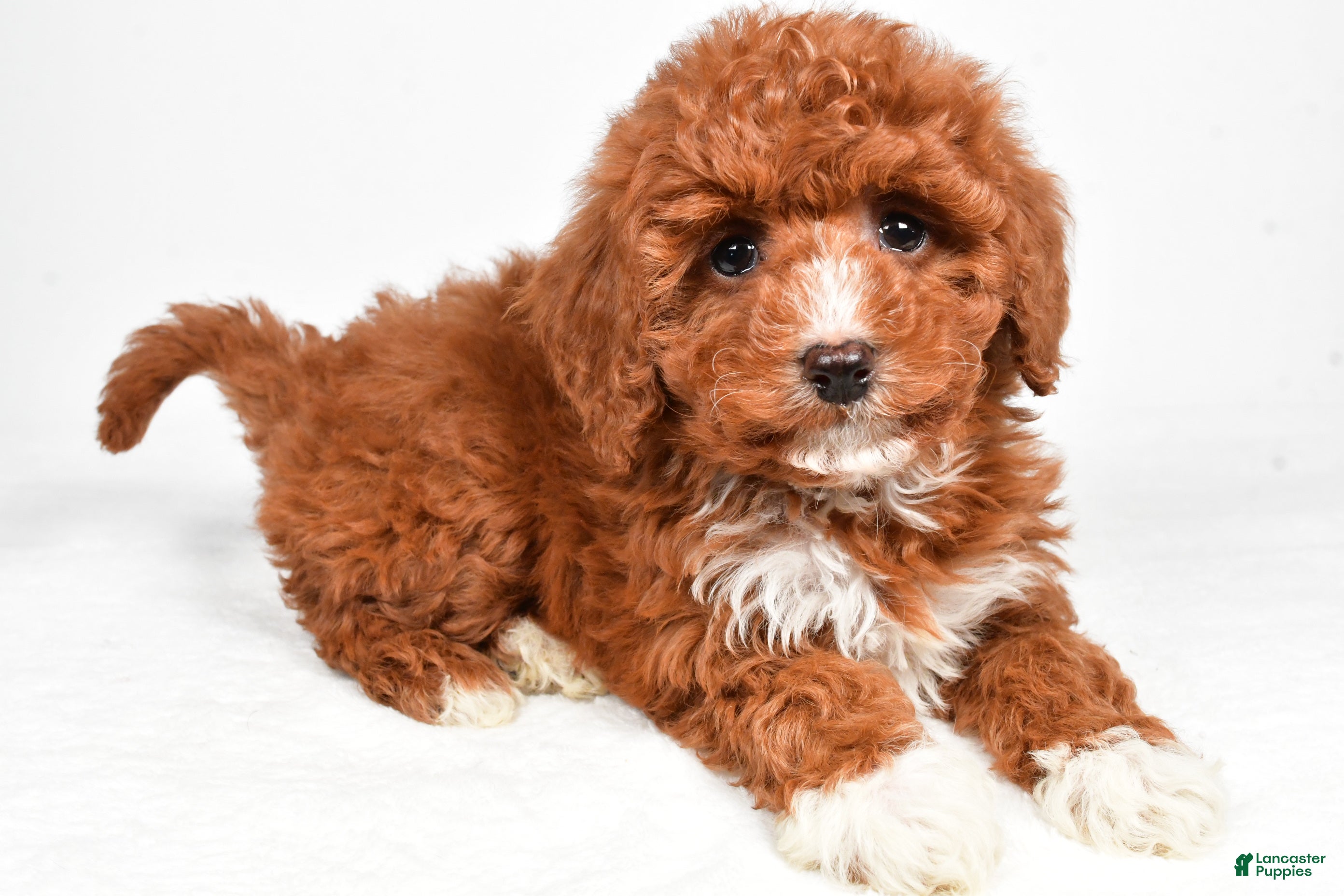 Cavapoo dogs Harper - Ad 1