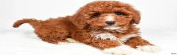 Cavapoo dogs for sale: Harper - Ad 1