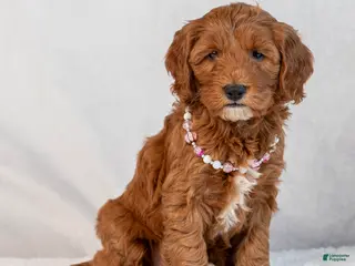 Mini Goldendoodle dogs Brooklyn - Ad 13