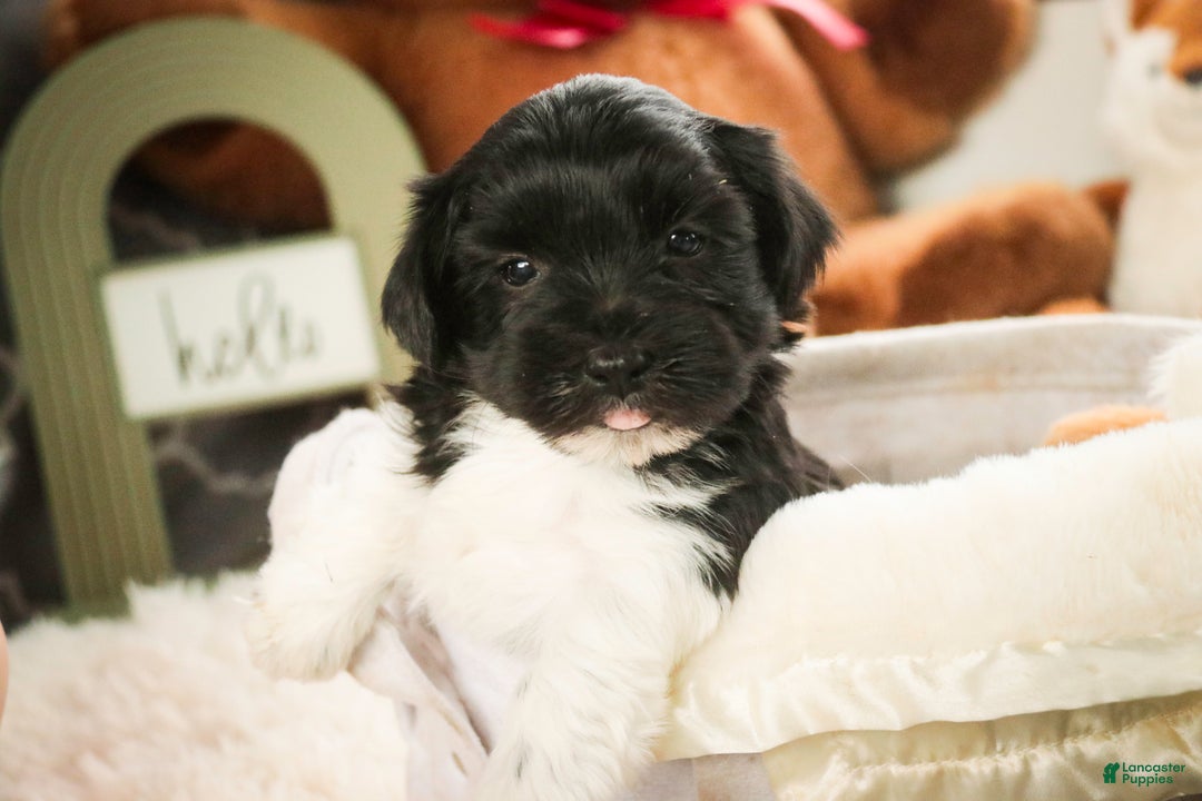 Havanese dogs for sale: Oreo - Ad 2