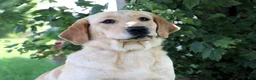Labrador Retriever dogs for sale: Claudia - Ad 7