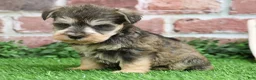 Miniature Schnauzer dogs for sale: Trouper  - Ad 13