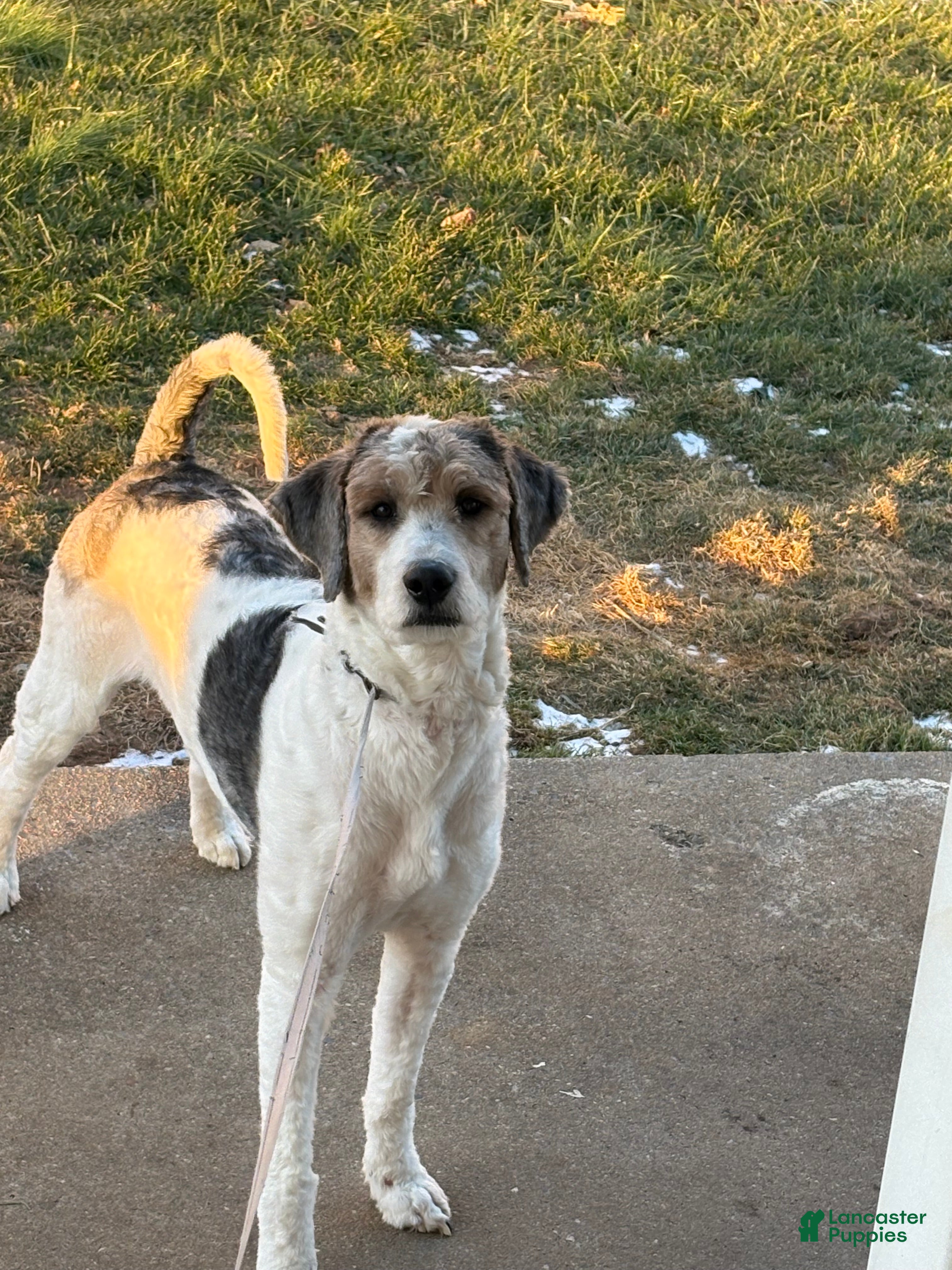 Bernedoodle dogs Micah P - Ad 1