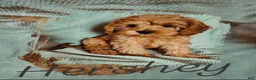 Cavapoo dogs for sale: Hershey - Ad 22