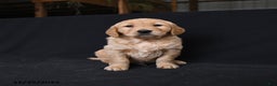 Golden Retriever dogs for sale: Ryker  - Ad 4