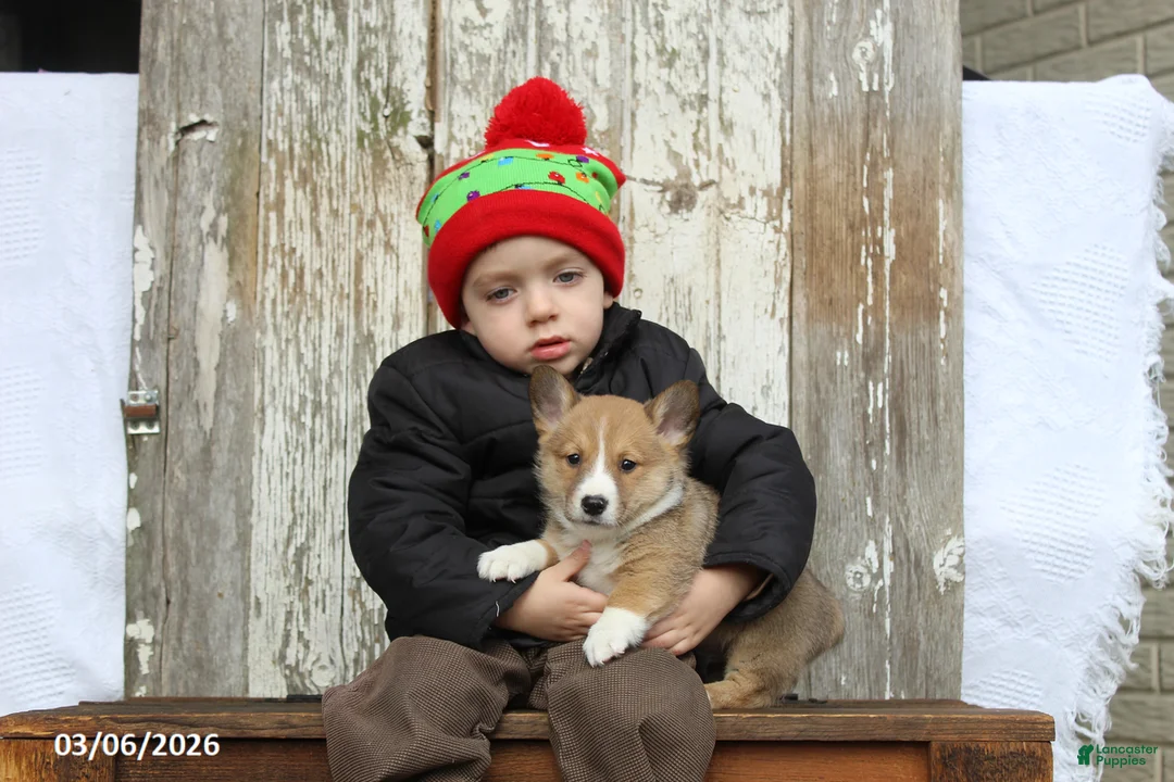 Welsh Corgi Pembroke dogs for sale: Remi  - Ad 2