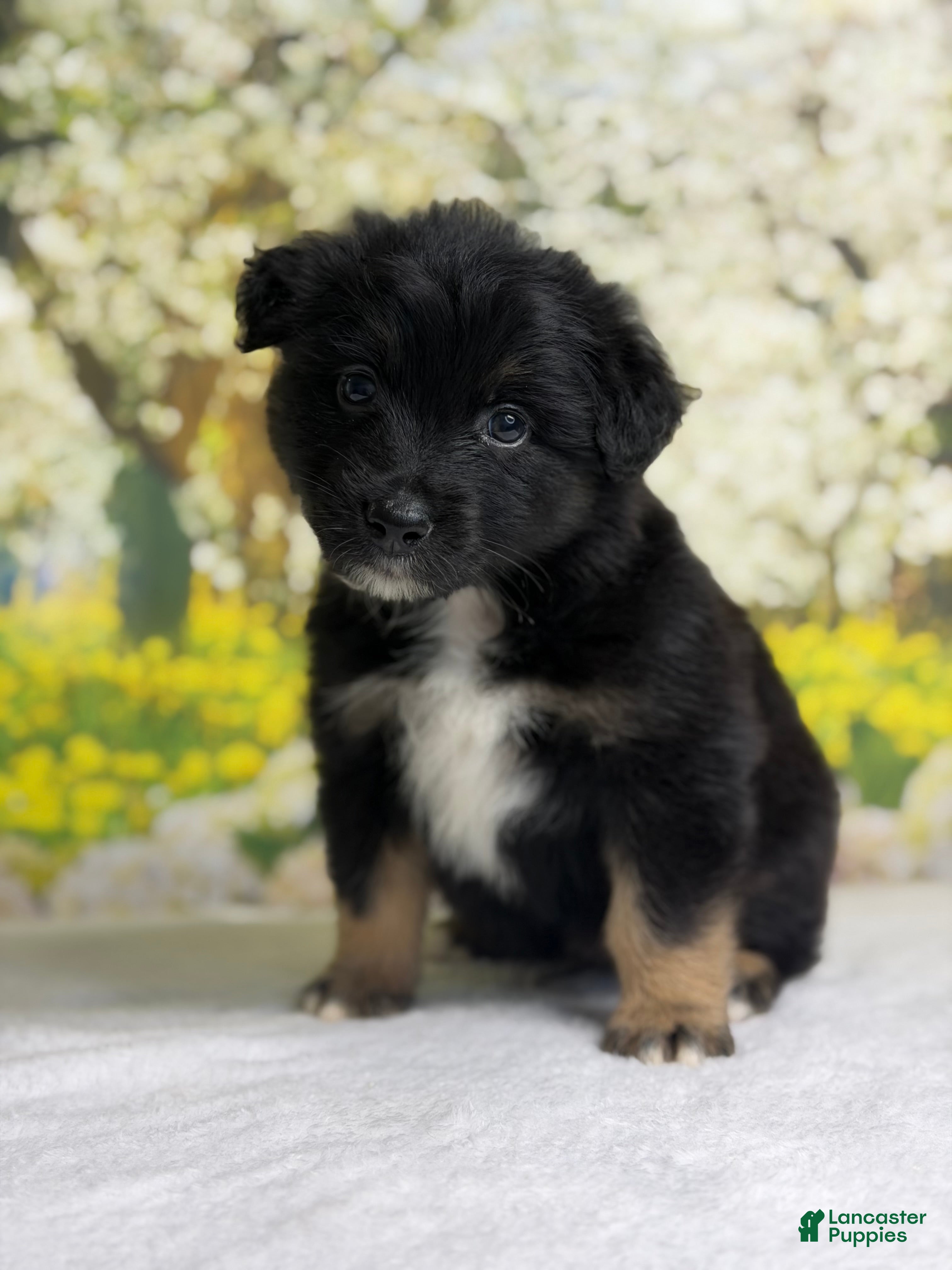 Australian Shepherd dogs Australian Shepherd Puppy 5 - Ad 1