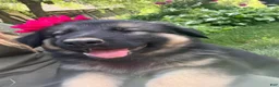 German Shepherd dogs for sale: Lexi  - Ad 4