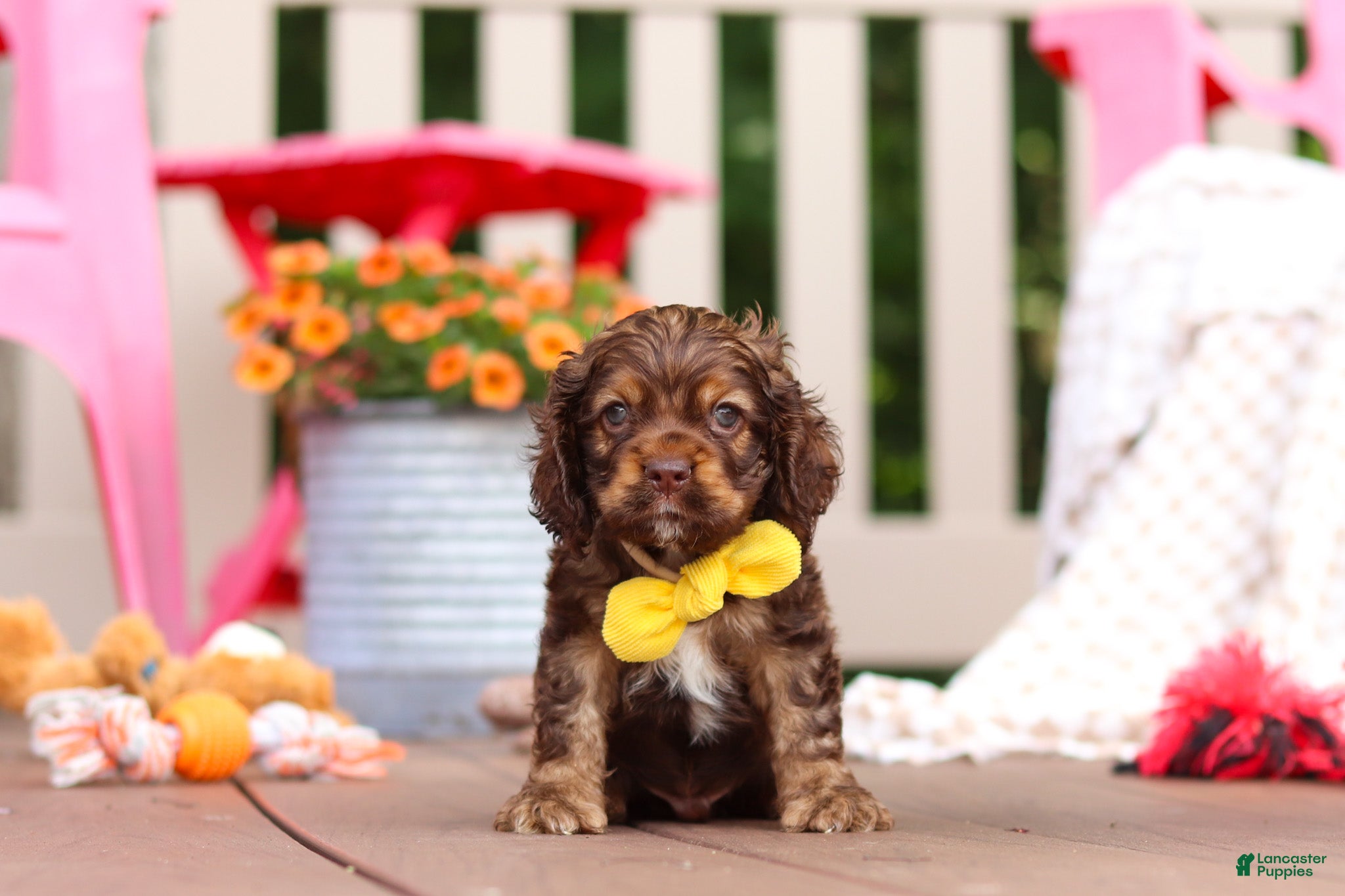 Cocker Spaniel dogs Milo - Ad 1