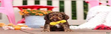 Milo