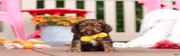 Cocker Spaniel dogs for sale: Milo - Ad 1