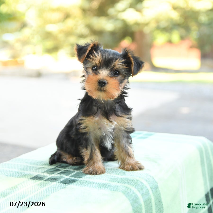 Yorkshire Terrier dogs for sale: Skippy - Ad 3