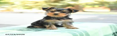 Skippy
