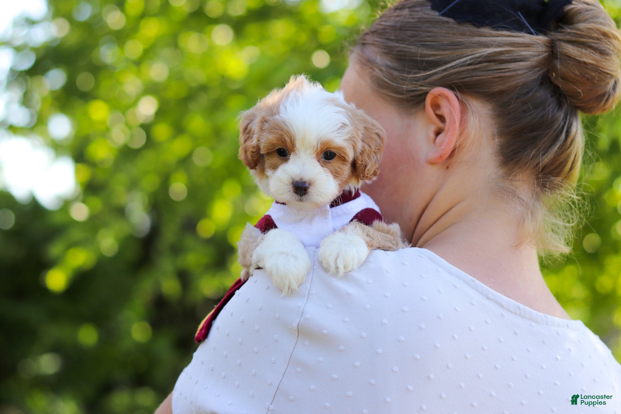 Cavapoo dogs for sale: Haven - Ad 10