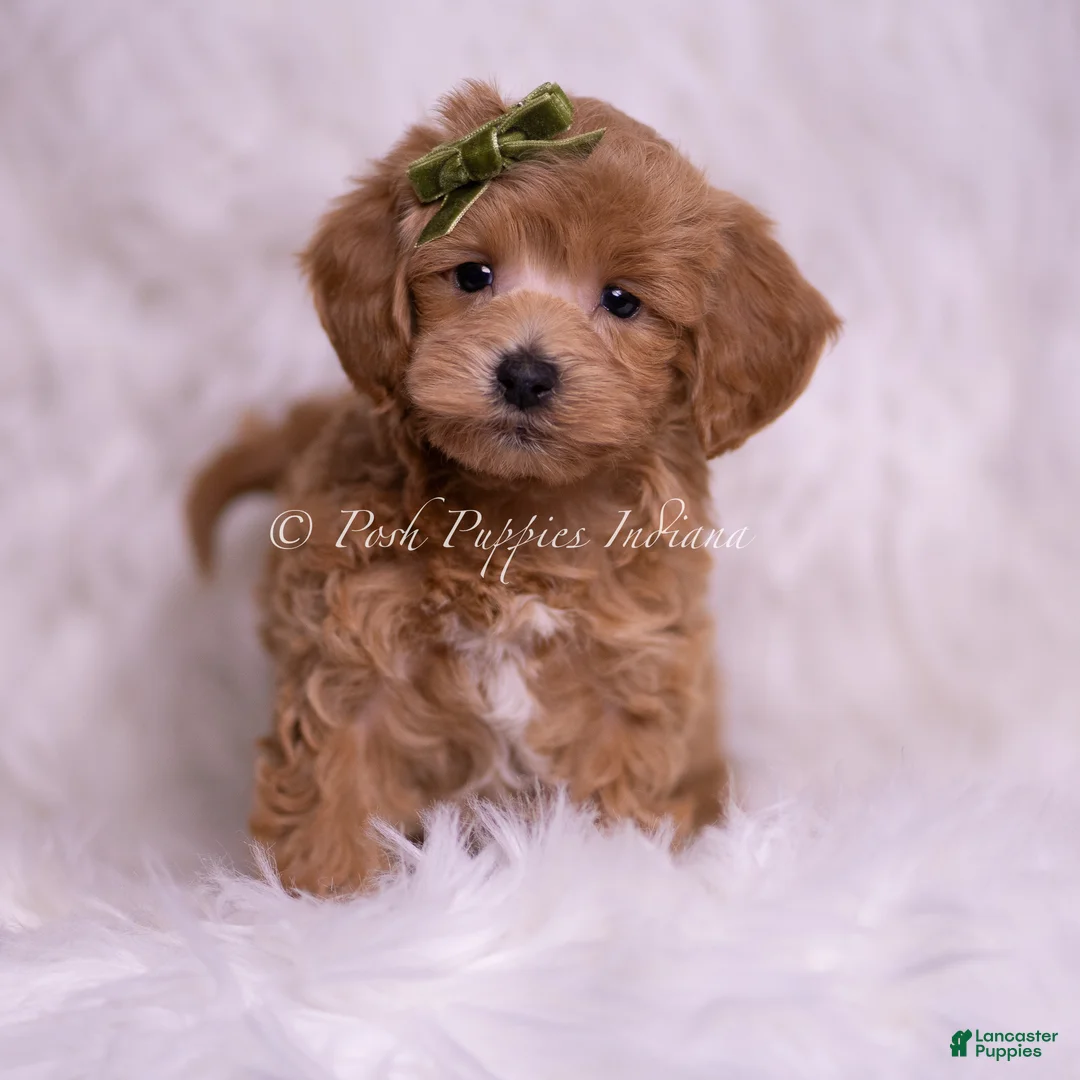 Maltipoo dogs for sale: Hunter - Ad 2