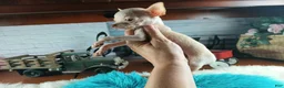 Chihuahua dogs for sale: Vanillas Teacup Boy. Hand Delivery  - Ad 5