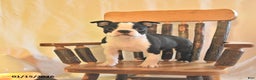 Boston Terrier dogs for sale: Goofy  - Ad 1