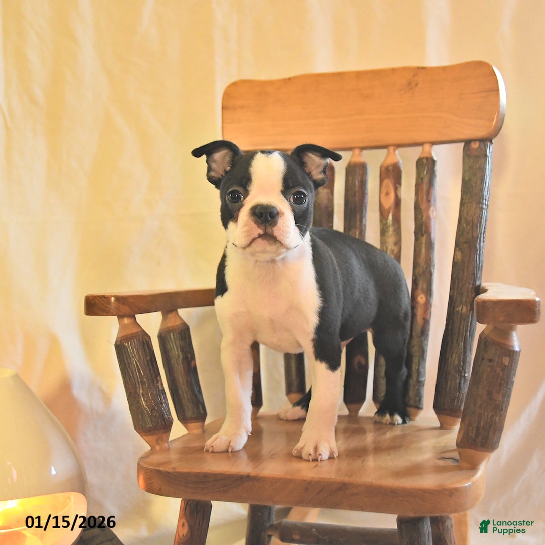 Boston Terrier dogs for sale: Goofy  - Ad 1