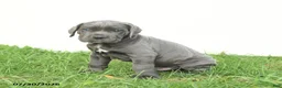 Cane Corso dogs for sale: Riggs - Ad 14