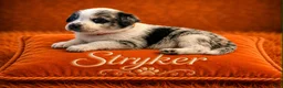 Australian Shepherd dogs for sale: Stryker - Ad 1